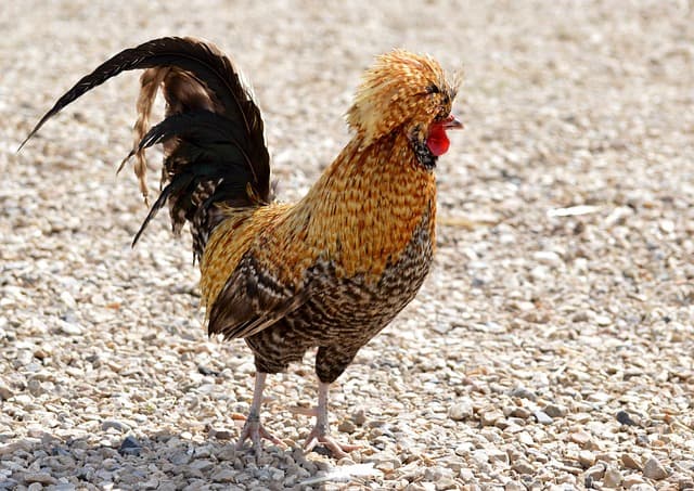 닭을 신성하게 여긴 문화는? 세계 속 닭 속담과 상징 의미