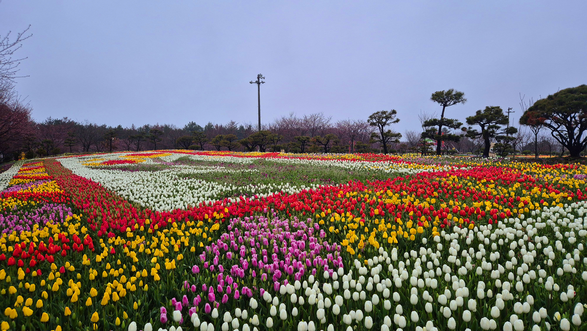 2026 태안 세계튤립꽃박람회