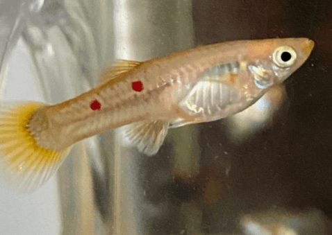 구피 질병 증상(백점병, 마우스펑기, 솔방울병 등)