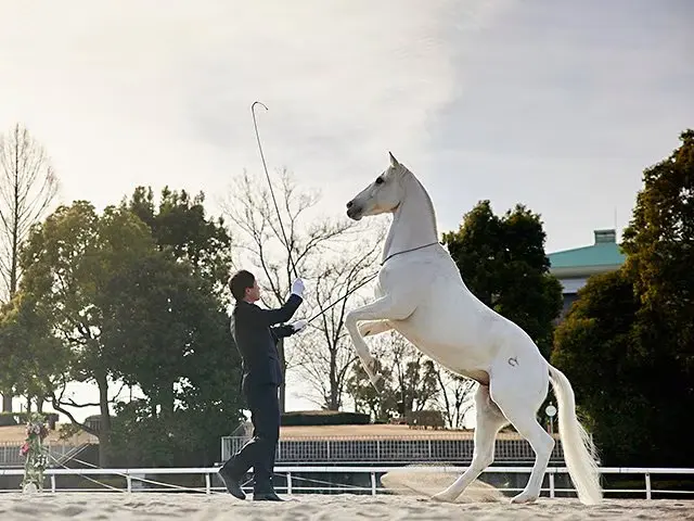 어트랙션 호스 쇼 보기