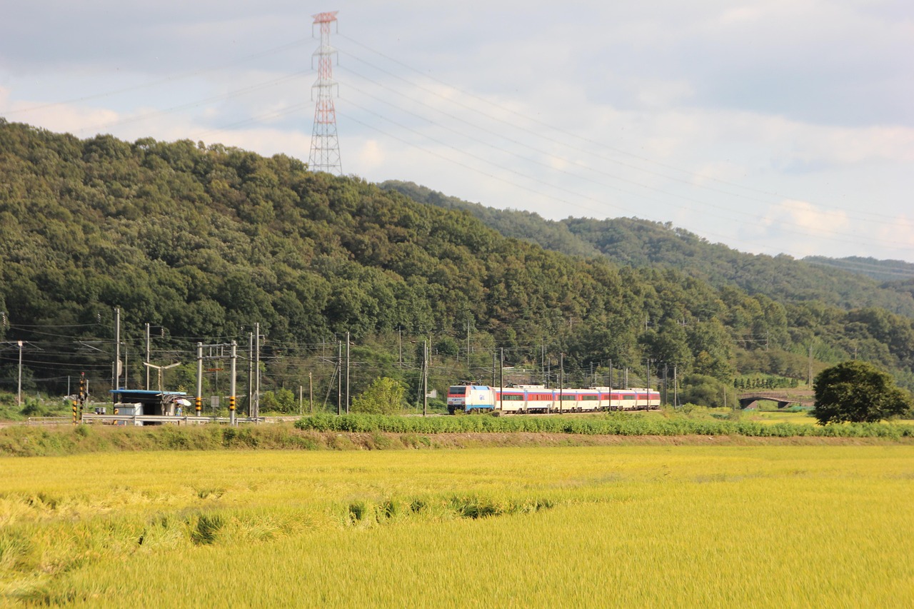무궁화호 예약 꿀팁 총정리 🚆