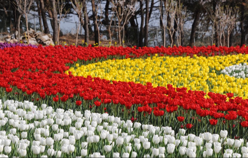태안 튤립축제 입장료4