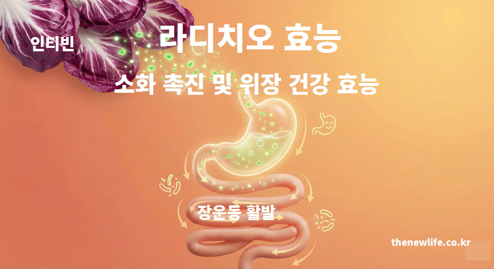 라디치오 효능 중 소화 불량을 개선하고 위장 건강을 돕는 인티빈 성분의 작용 원리 인포그래픽