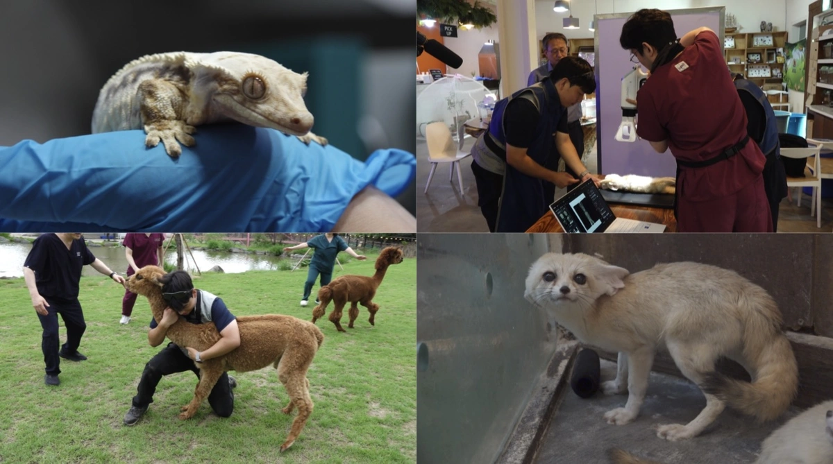 극한직업 24시간 동물병원