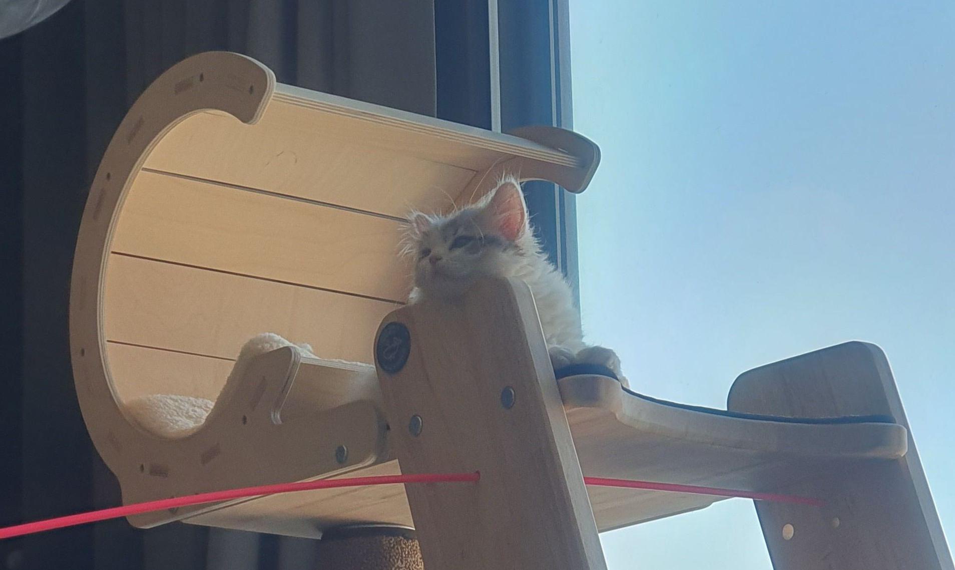 2022.02.17 쿵이의 첫 투명해먹