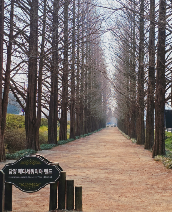 담양 메타세쿼이아길 봄꽃 산책 + 죽녹원시장