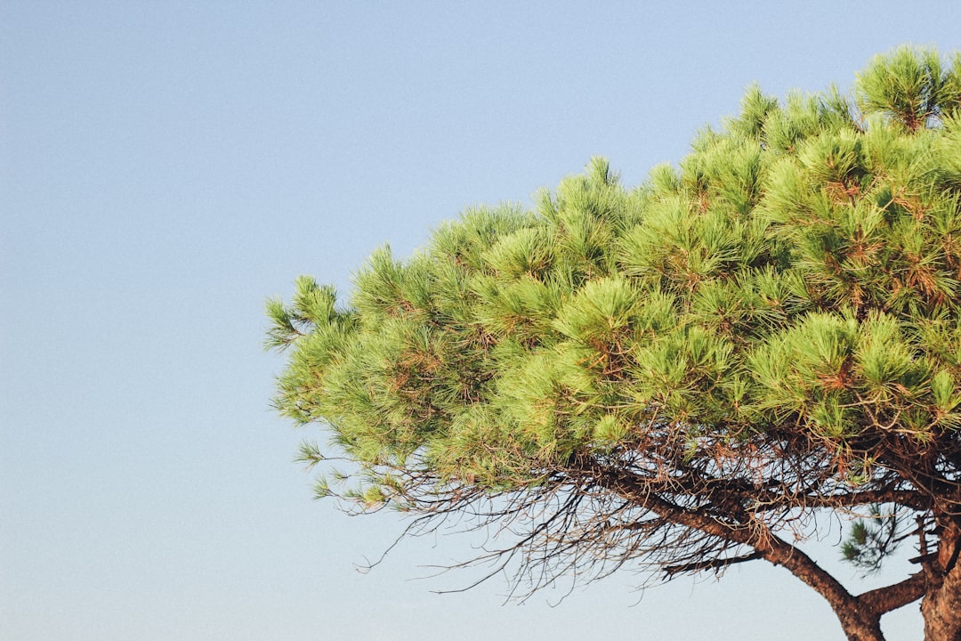 Pine tree