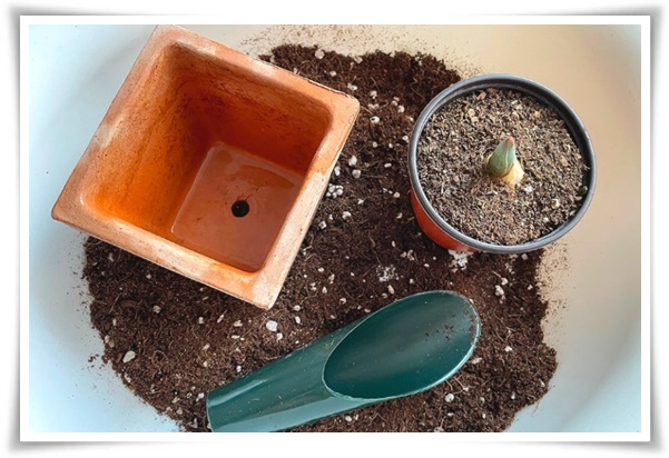 "튤립" 매력적인 봄의 대표적인 꽃, 튤립의 매력!