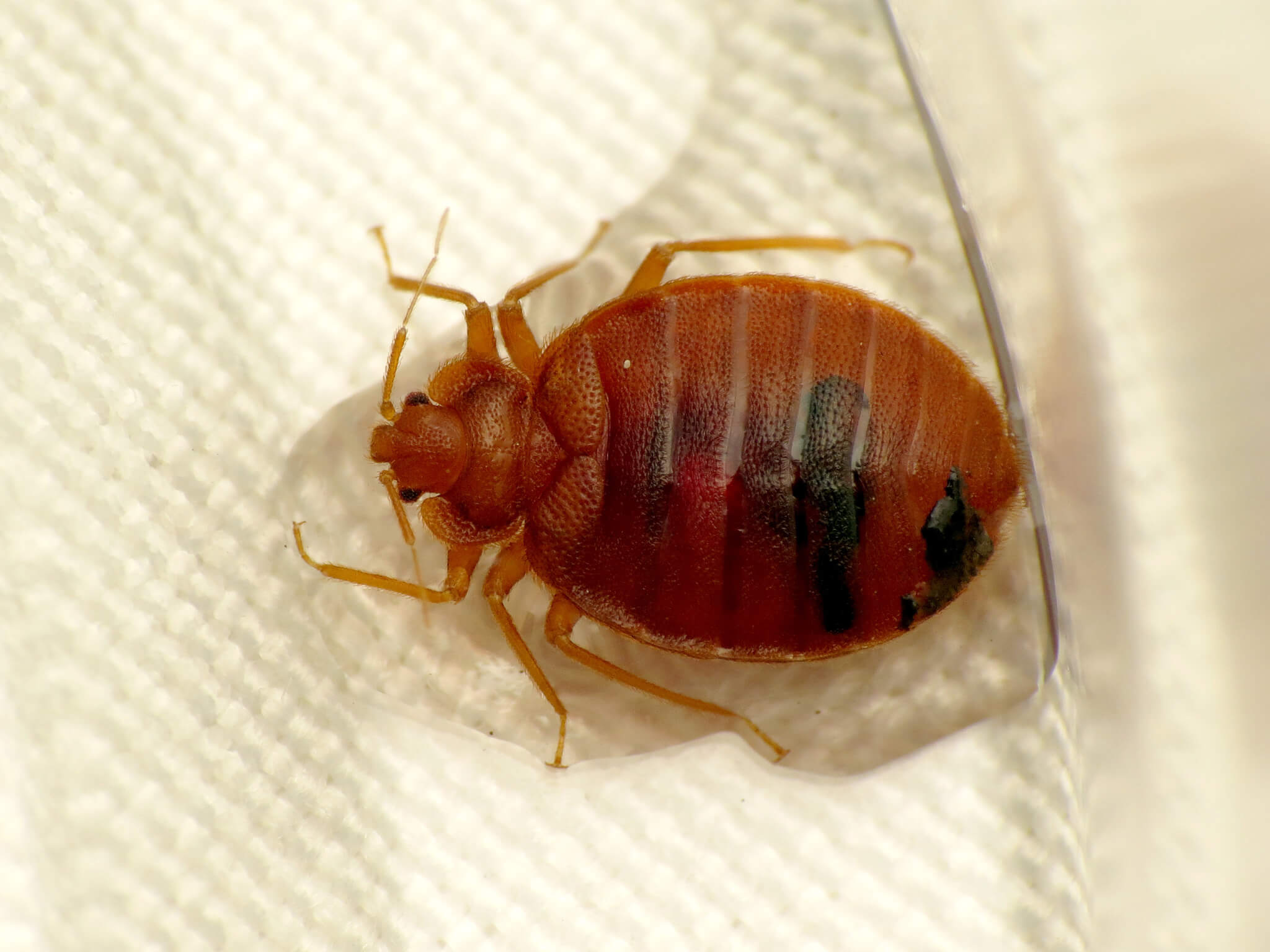 빈대에 물리지 마세요!