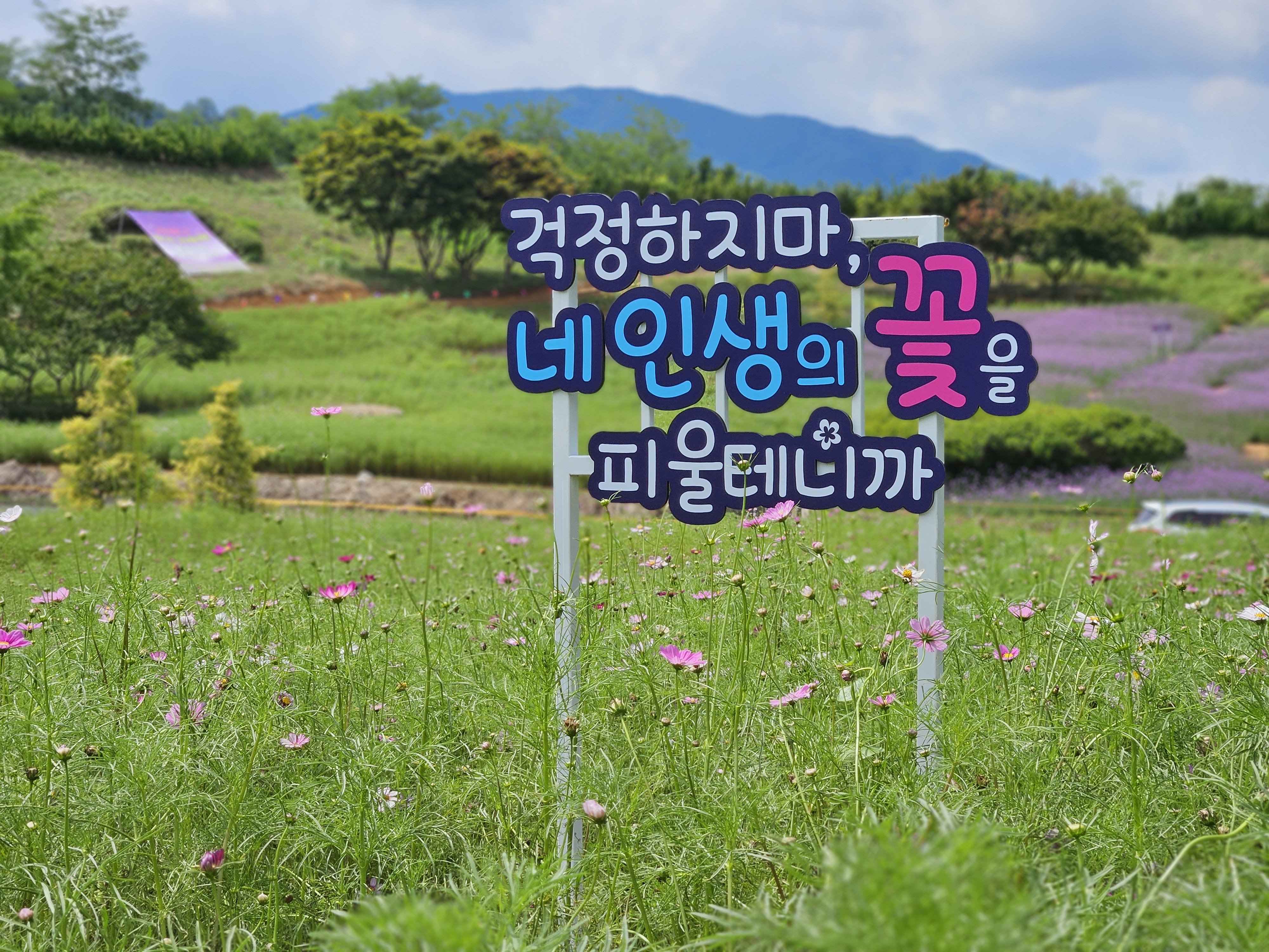 마을축제에서 대표축제로! 장성군 동화초 오케스트라부터 팝페라까지 '기대만발'