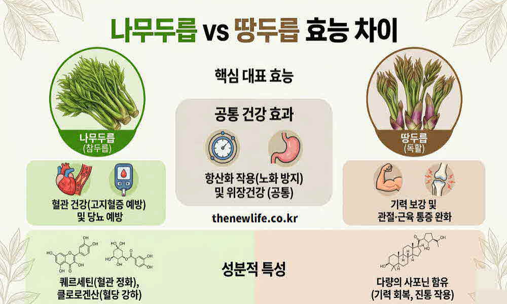 나무두릅 땅두릅 효능 차이
