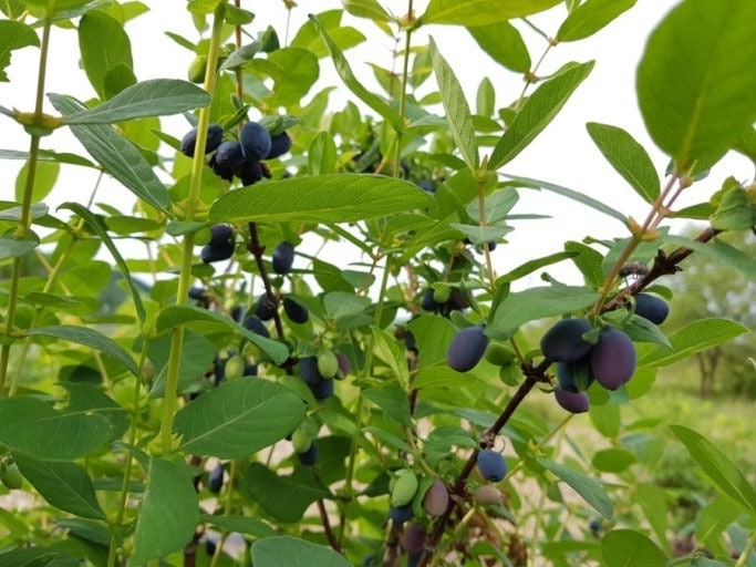 하프카프베리 눈에 좋은 슈퍼푸드