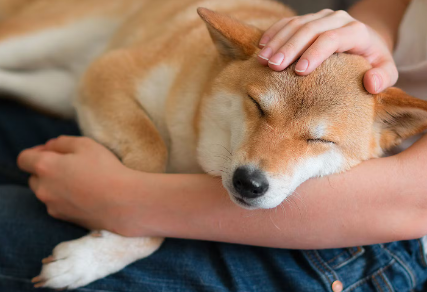 주인의 무릎에서 자는 시바견.