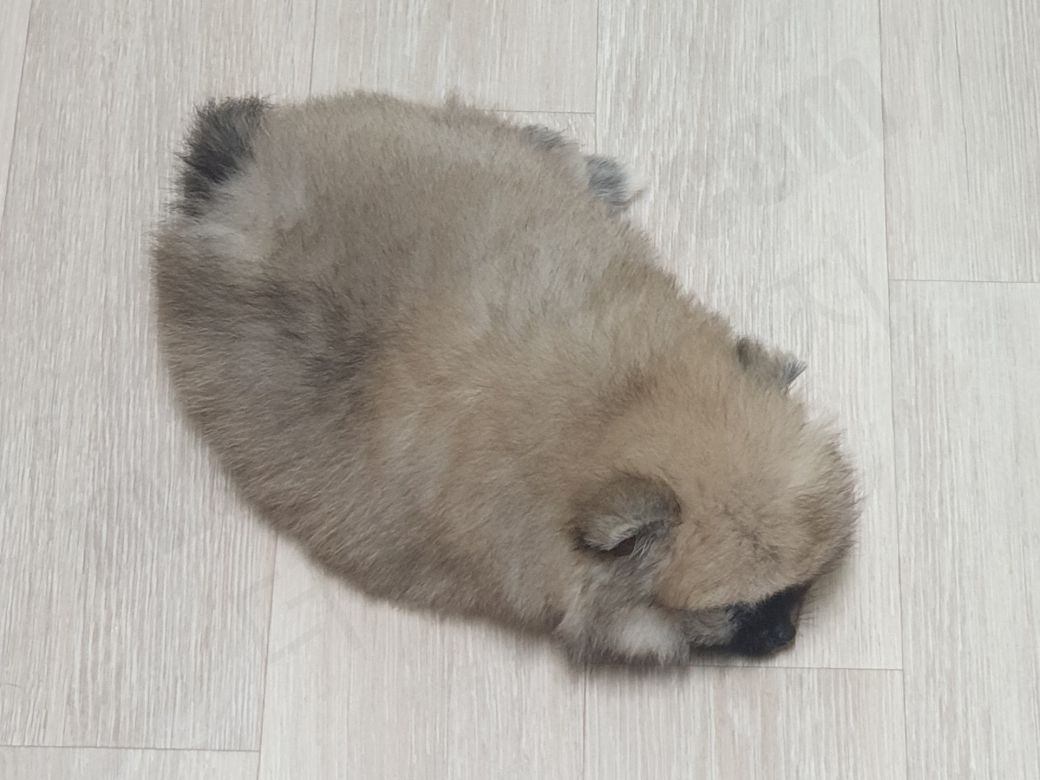 누워 있는 세이블 포메라니안