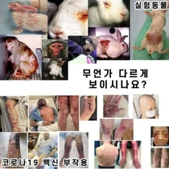 동물 실험의 윤리적 문제와 이제는 멈춰야 할 때입니다에 대한 의견_6