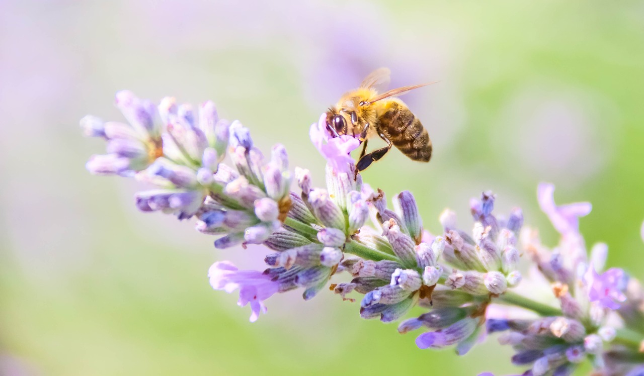 곤충 단백질: 작고 강력한 단백질 공급원