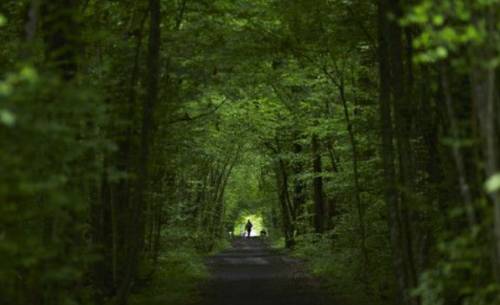 피톤치드 삼림욕