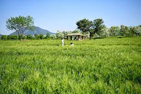 제2회 칠서 생태공원 청보리&middot;작약축제 기본일정과 프로그램 정의 신유 출연