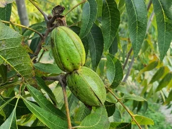 피칸 재배 기후 선택 전정 포인트 열매 건조_3