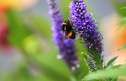 햇빛 없는 집에서 잘 자라는 식물 TOP 5