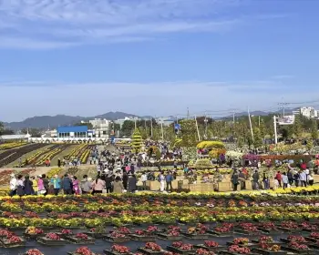 연천 국화축제_8