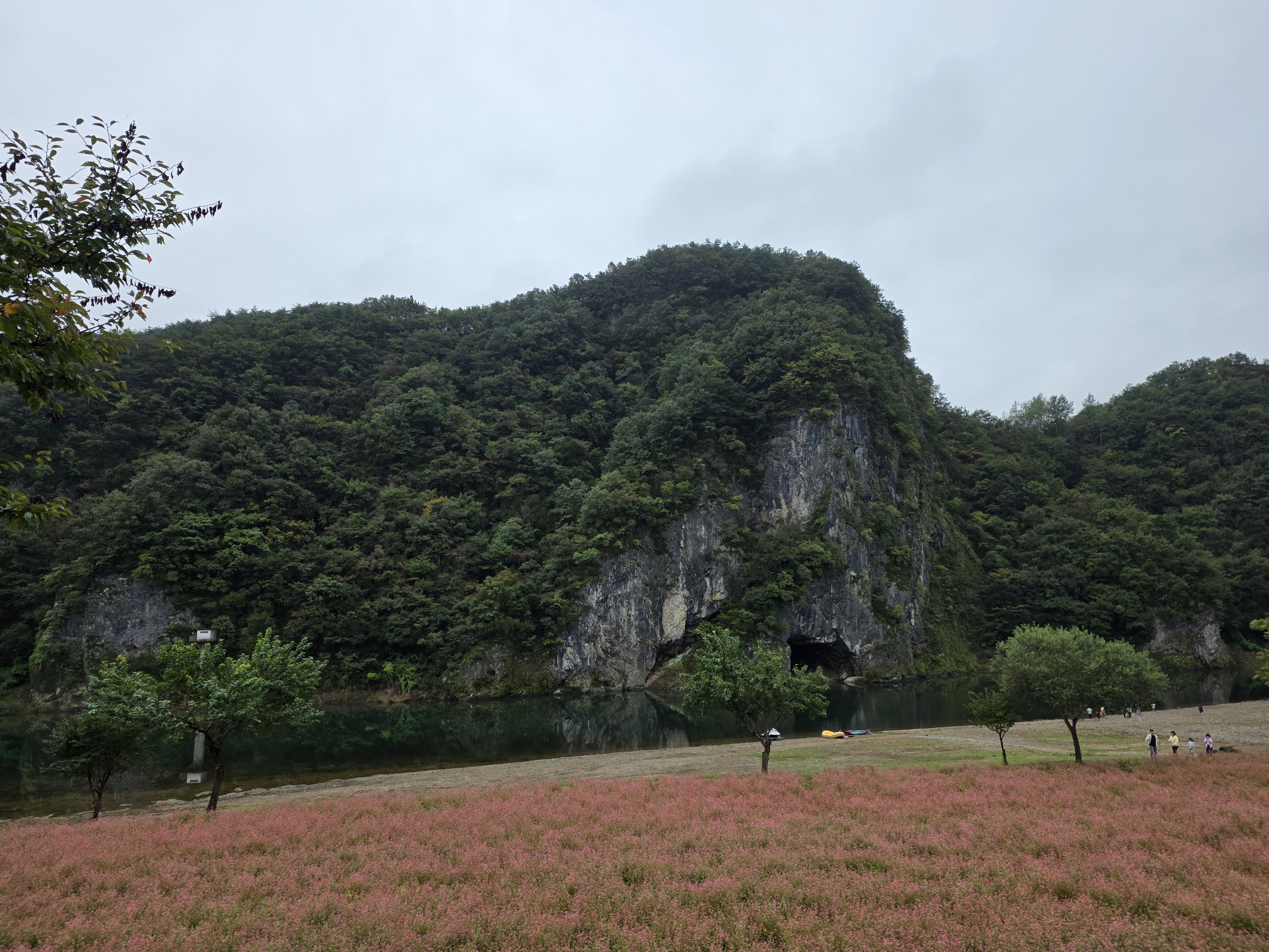 동강붉은메밀꽃축제 in 영월