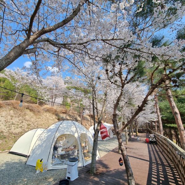 마이웨이리조트_사이트