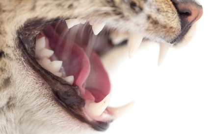 고양이 입이야.