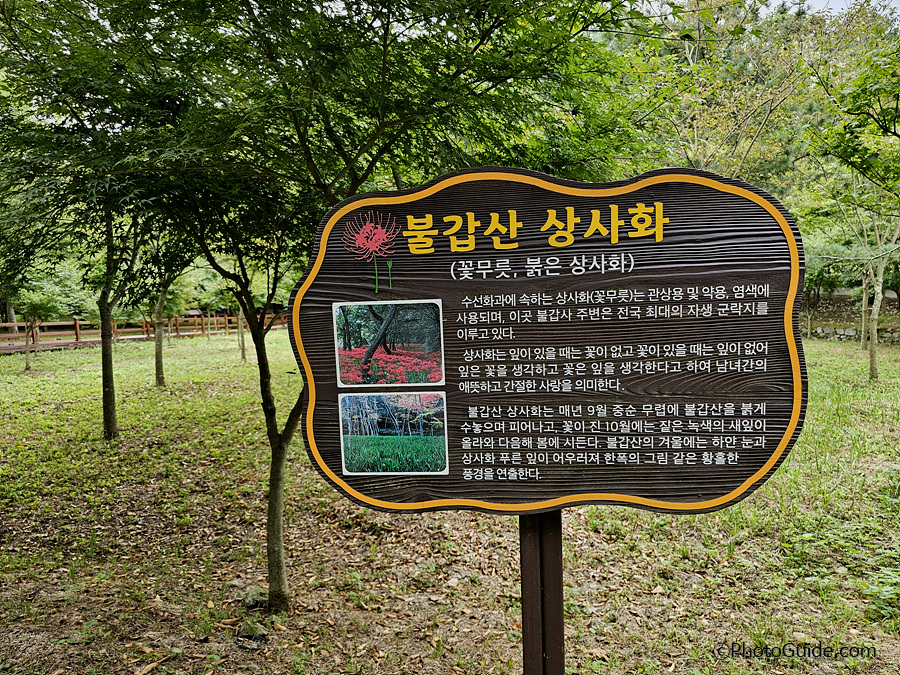 영광군 불갑산 상사화축제 2024