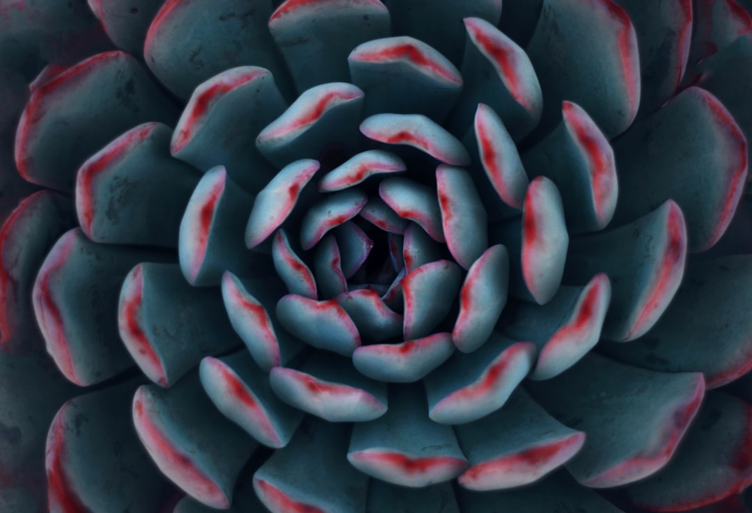 Succulent