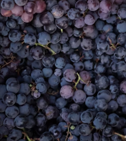 포도 효능 부작용