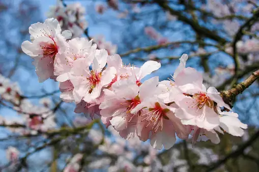 벚꽃축제 /부산 벚꽃 드라이브 코스 /숨은 벚꽃명소