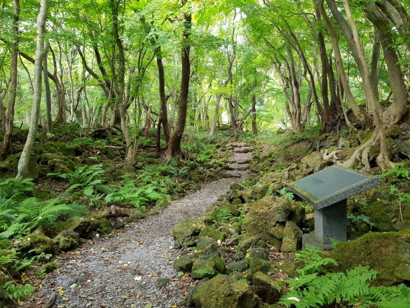 직접 찍은 제주 교래자연휴양림의 아름다운 곶자왈의 모습