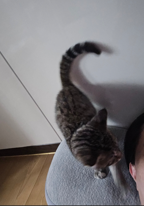 고양이 골골송 이유, 기분이 좋을 때만 하는 행동일까?