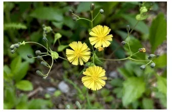 씀바귀 고들빼기 차이점 효능 비교_17