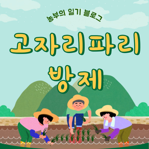 고자리파리