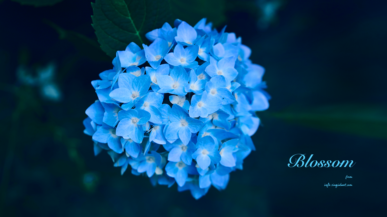 09 파란수국 C - Blossom 꽃배경화면