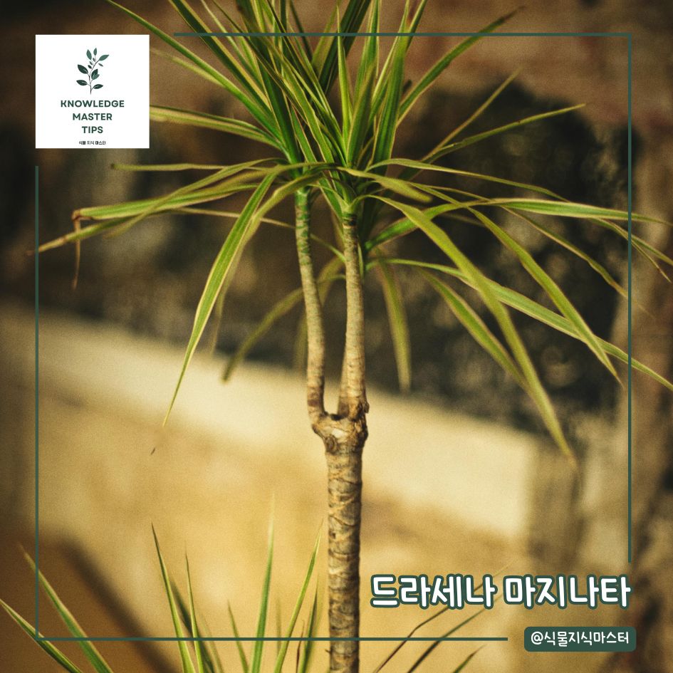 실내용 나무, 드라세나 마지나타