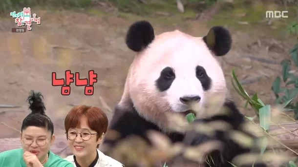 푸바오 중국 귀환