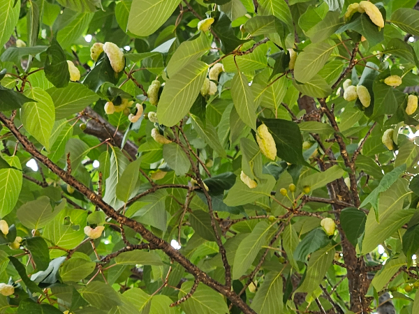 사사키잎혹진딧물