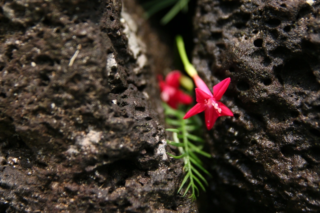 새깃 유홍초 꽃