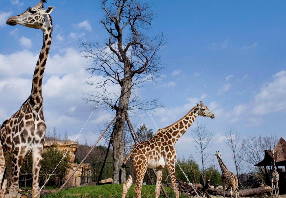 🐾 에버랜드 리버 트레일 어드벤처 솔직 후기! 도보로 걷는 신개념 사파리 체험 ✨