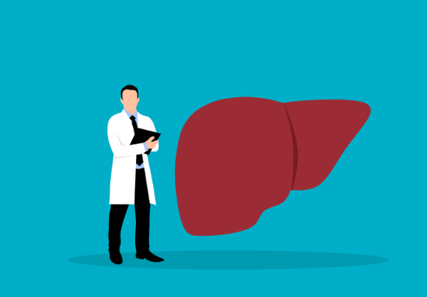 간 건강과 간 해독에 좋은차, 간과 의사