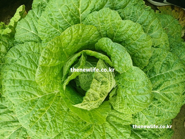 위에서 내려다본 큼직하고 풍성한 녹색 배추 실물 사진. 잎이 넓어 섭취 시 포만감을 주는 다이어트 식품으로서의 배추 모습