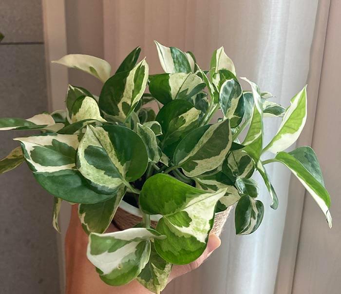 엔조이스킨답서스_잎무늬