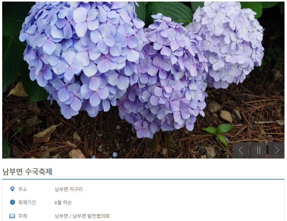 전국 수국 축제 추천, 거제 남부면 수국축제
