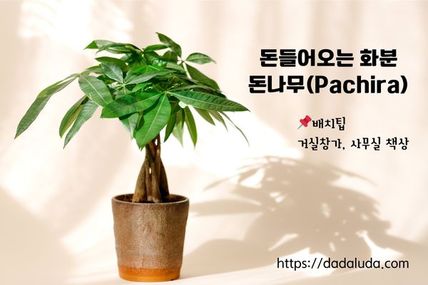 돈들어오는 화분 10가지 배치팁