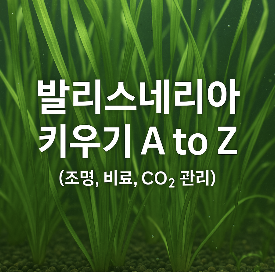 발리스네리아 키우기 A to Z (조명, 비료, CO2 관리)