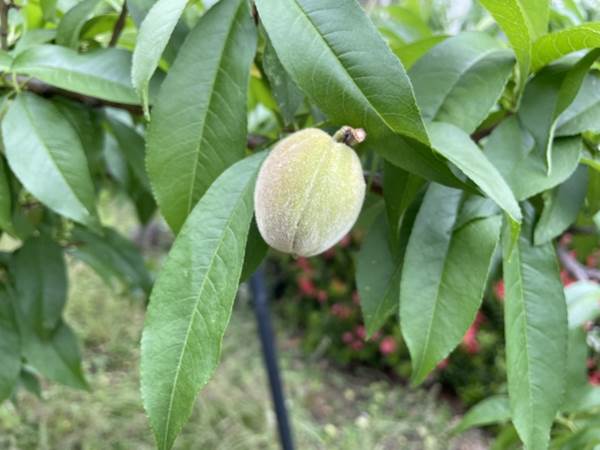 개복숭아효소 효능