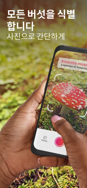 버섯 식별하기 앱, 버섯 사진을 찍어 버섯이름 찾기 어플